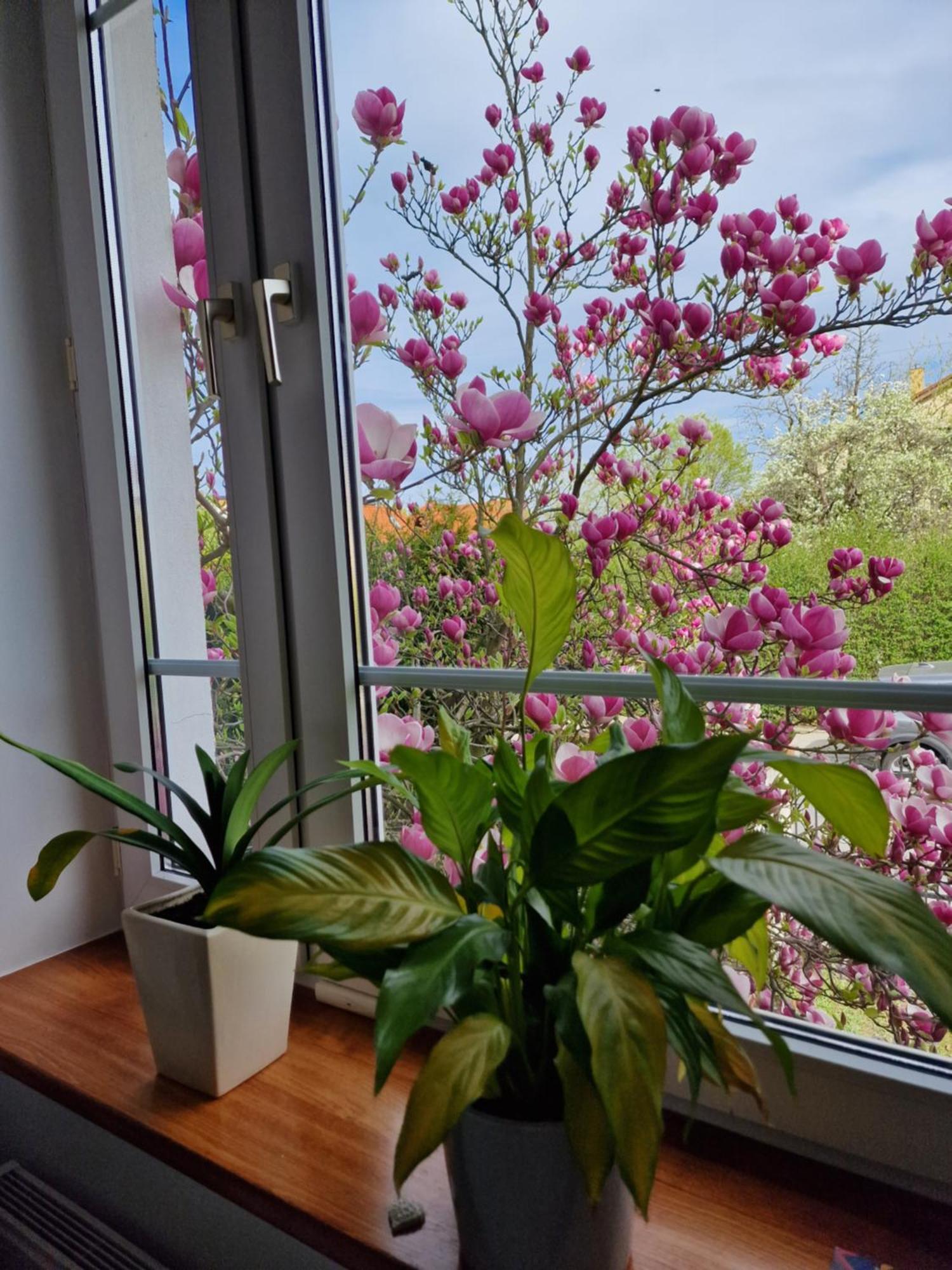Apartament Magnolia Sopoty Exteriér fotografie